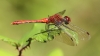 J01_4032 Sympetrum sanguineum male